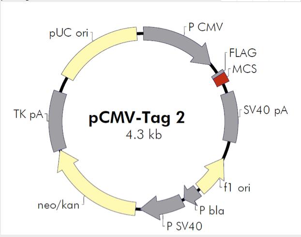 pCMV-Tag 2A