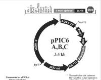 pPIC6 A