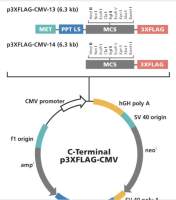 p3XFLAG-CMV-13