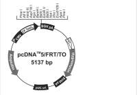 pcDNA5/FRT/TO