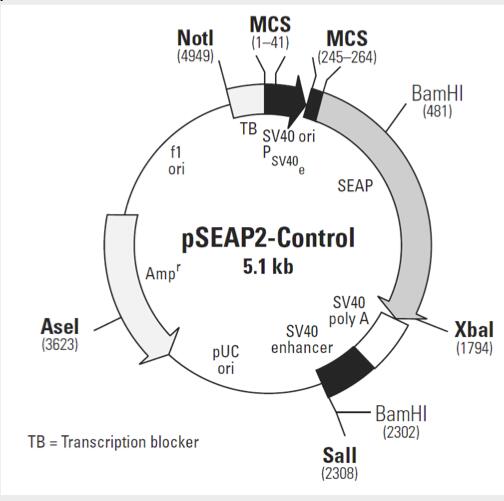 pSEAP2-Control