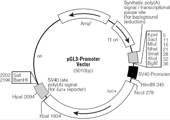 pGL3-Promoter