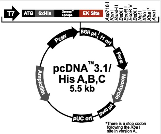 pcDNA3.1/His C