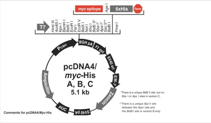 pcDNA4/myc-His A