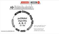 pcDNA4/myc-His A