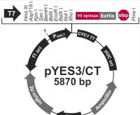 pYES3/CT