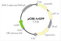 pCRE-hrGFP