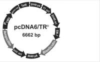 pcDNA6/TR