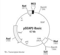 pSEAP2-Basic