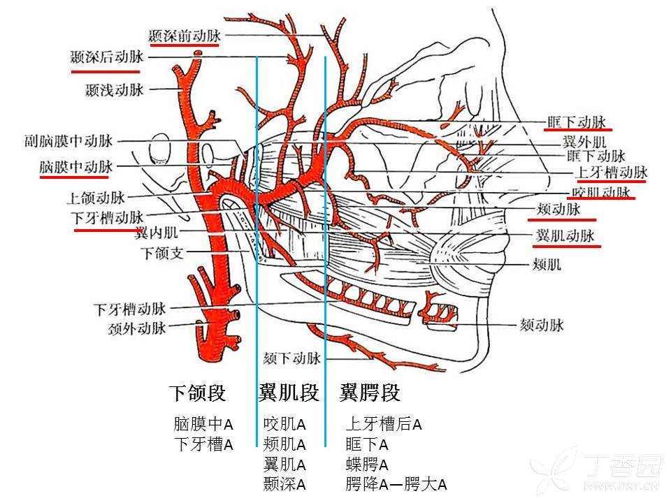 颞浅动脉图图片