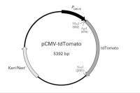 pCMV-tdTomato