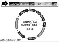 pcDNA6.2/nLumio-DEST