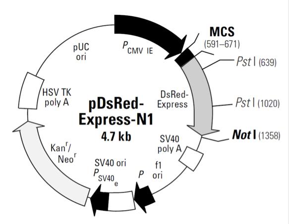 pDsRed-Express-N1