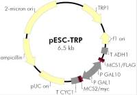 pESC-TRP