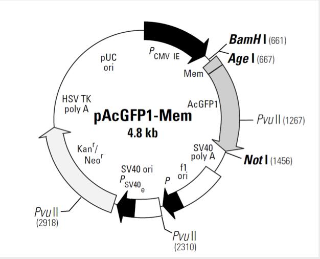 pAcGFP1-Mem