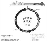 pPIC6 B