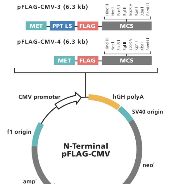 p3xFLAG-CMV-10