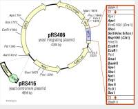 pRS406