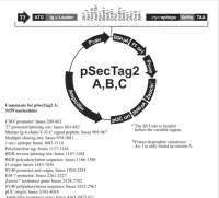 pSecTag2 A