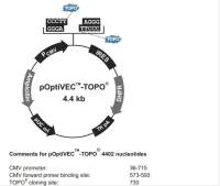 pOptiVEC-TOPO