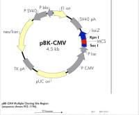 pBK-CMV