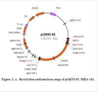 pGRN145