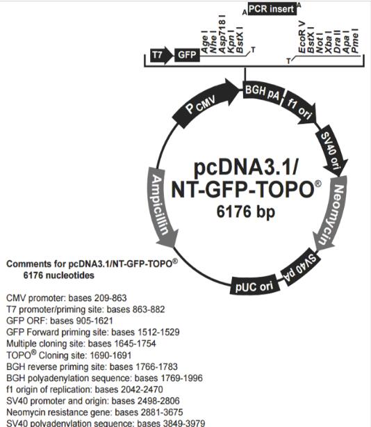 pcDNA3.1/NT-GFP-TOPO