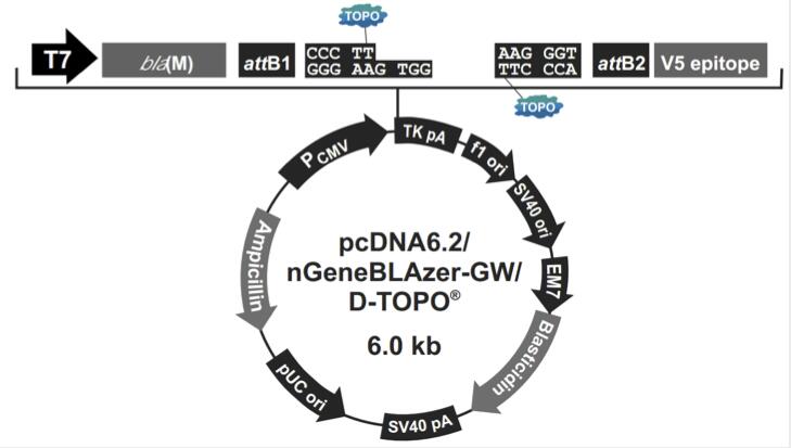 pcDNA6.2/nGeneBLAzer-GW/D-TOPO