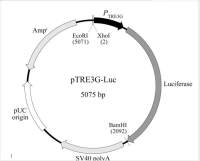 pTRE3G-Luc