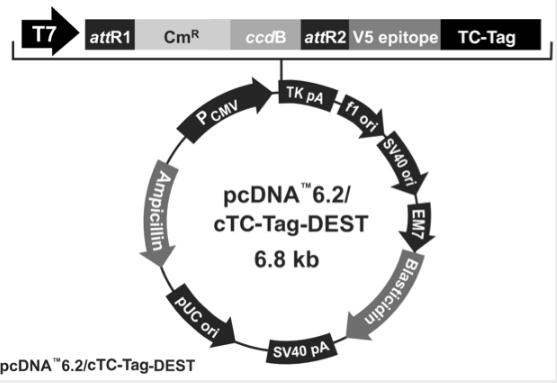 pcDNA6.2/cTC-Tag-DEST