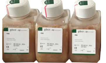 GIBCO 10437-028胎牛血清 Fetal Bovine Serum, qualified, USDA-approved regions
