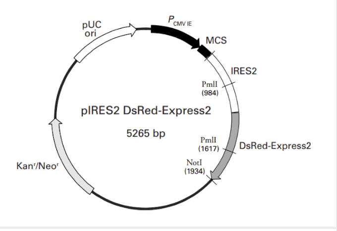 pIRES2-DsRed-Express2