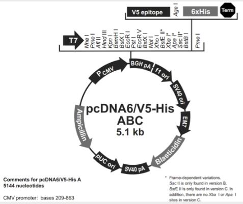 pcDNA6/V5-His C