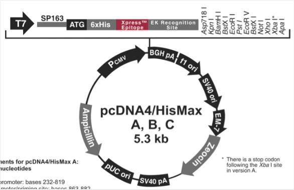 pcDNA4/HisMax B