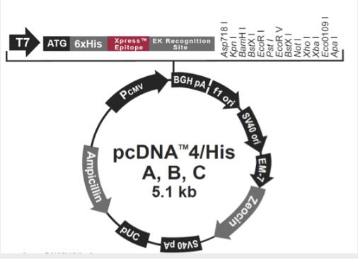 pcDNA4/His B