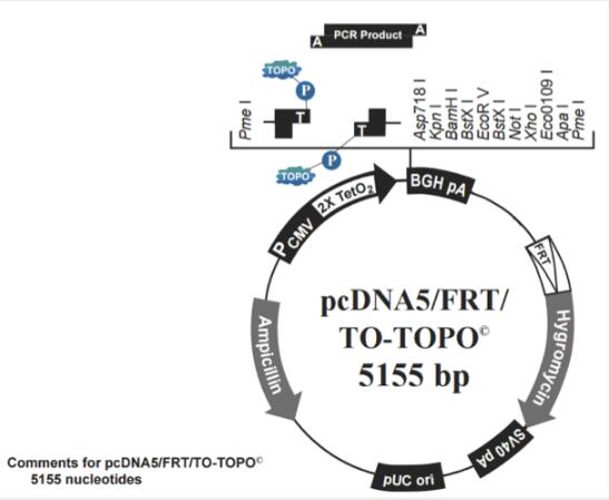 pcDNA5/FRT/TO-TOPO