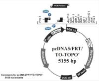 pcDNA5/FRT/TO-TOPO