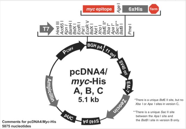 pcDNA4/myc-His C