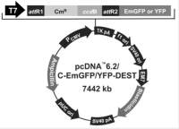 pcDNA6.2/C-YFP-DEST