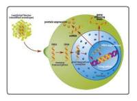 Easy-vshRNA慢病毒产品