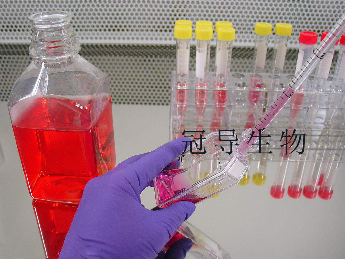 ED-25传代培养细胞系