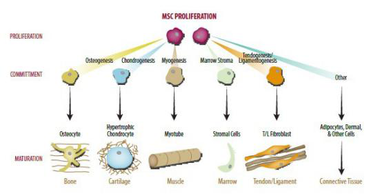 MSC：干细胞家族的「潜力股」