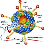 RNAi 腺相关病毒AAV产品
