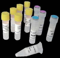 悬浮细胞专用逆转录病毒