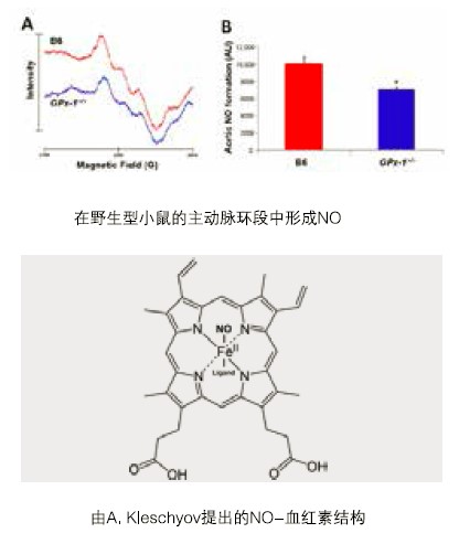 电子顺磁（自旋）共振波谱仪（EPR/ESR）在双亲性聚合物疏水性研究中的应用