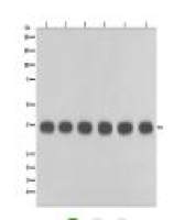 GAPDH Mouse Monoclonal Antibody