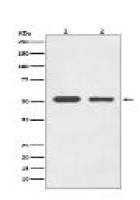 alpha Tubulin Antibody