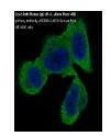 Goat Anti-Mouse IgG (H+L) Alexa Fluor 488产品图