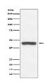 Myc-Tag Antibody(HRP conjugated)