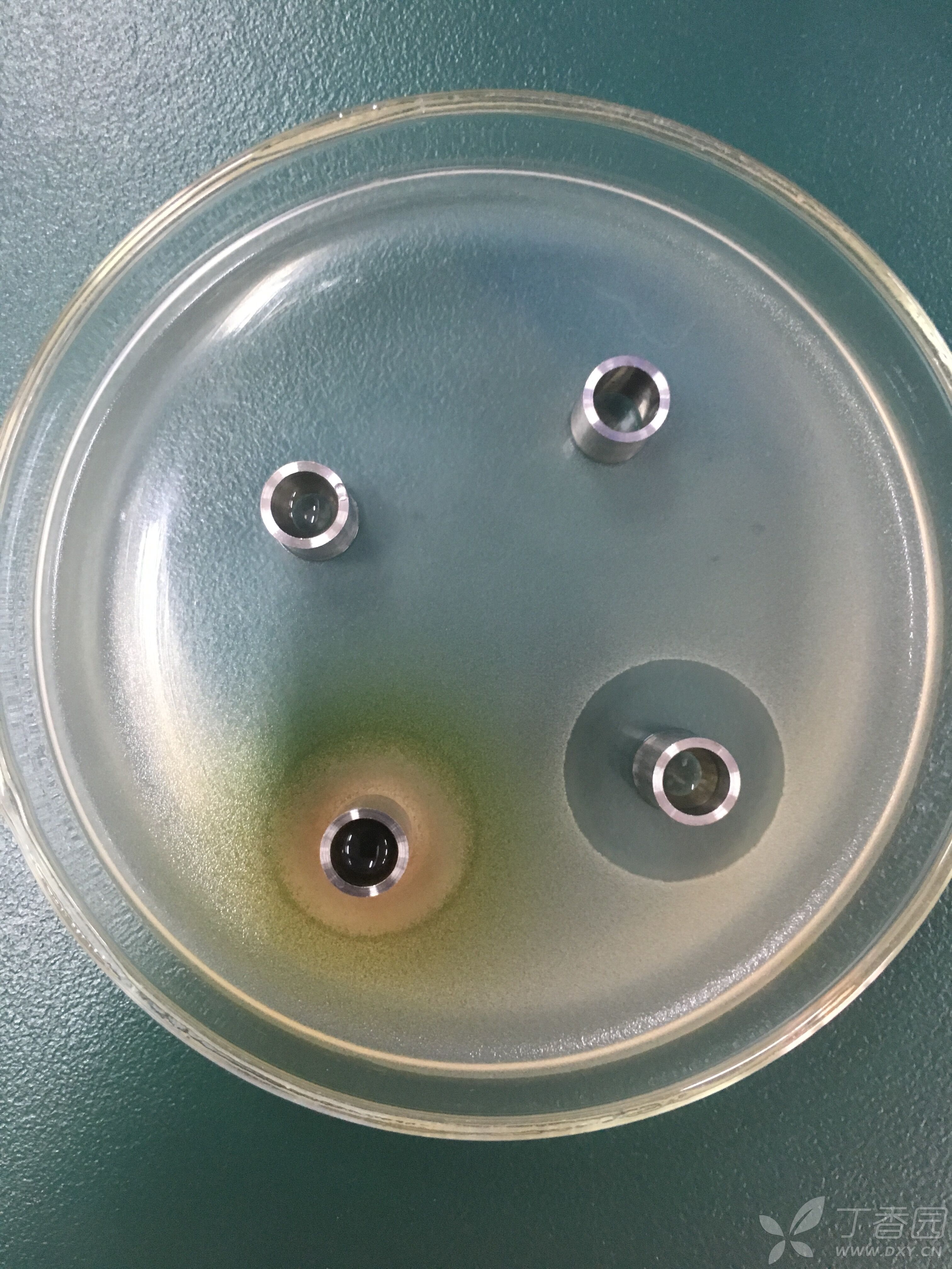 抑菌实验,按照文献上的参考方法,菌种用的枯草芽孢杆菌,37度培养八